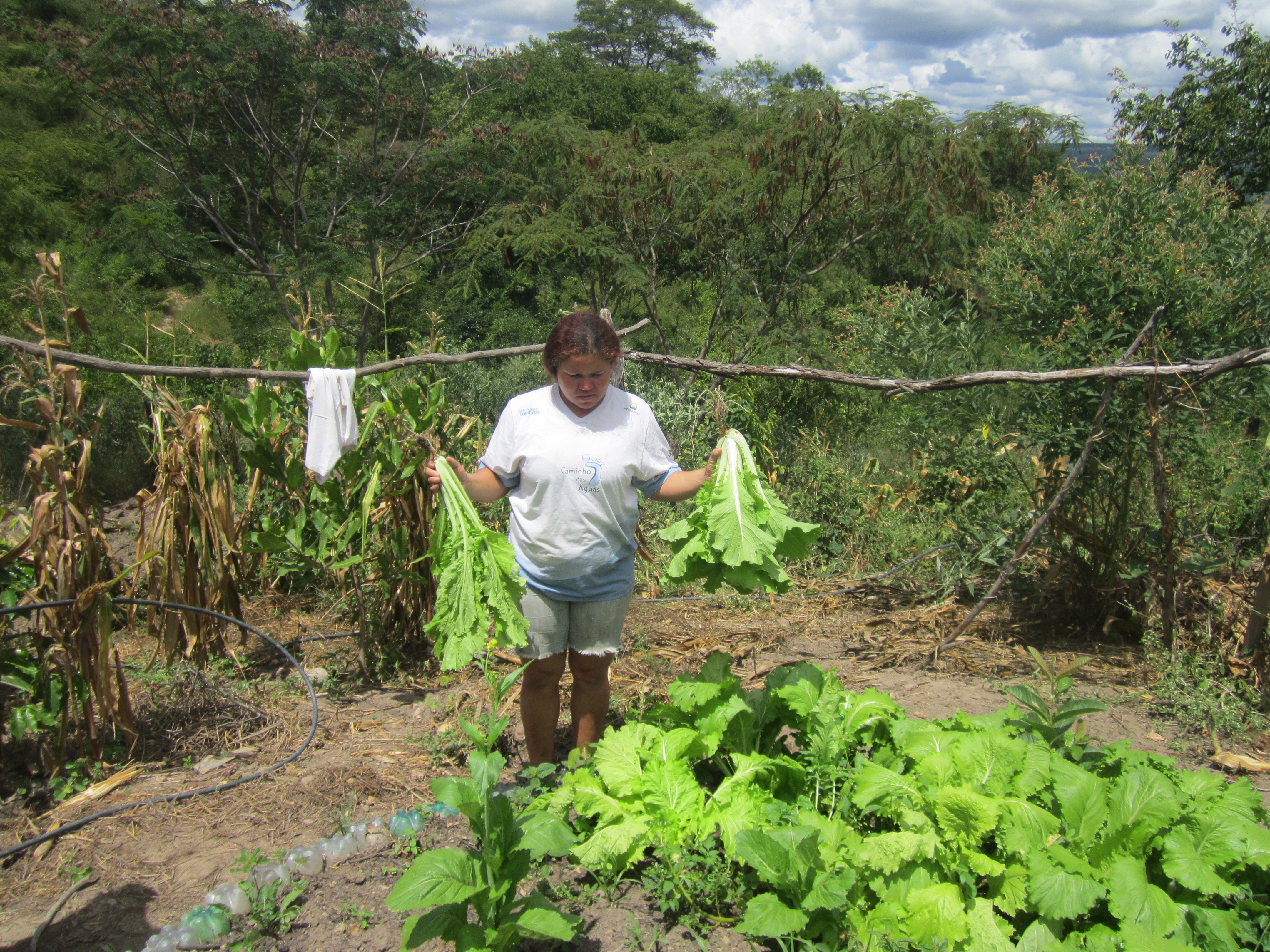 produção de alimentos orgânicos  quintal maravilha de Socorr.jpg